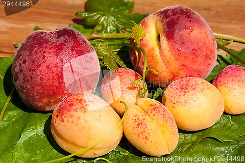 Image of Peach and apricot