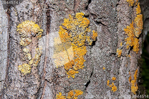 Image of The texture of the bark of an old tree