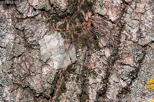 Image of The texture of the bark of an old tree