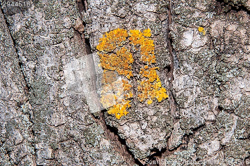 Image of The texture of the bark of an old tree