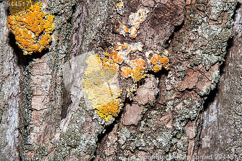 Image of The texture of the bark of an old tree