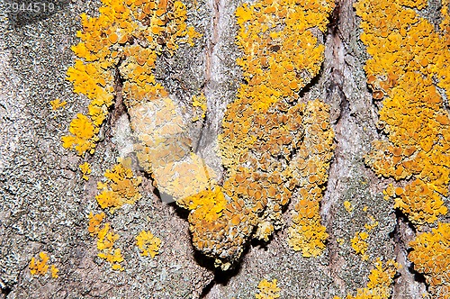 Image of The texture of the bark of an old tree