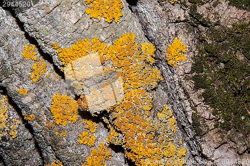 Image of The texture of the bark of an old tree