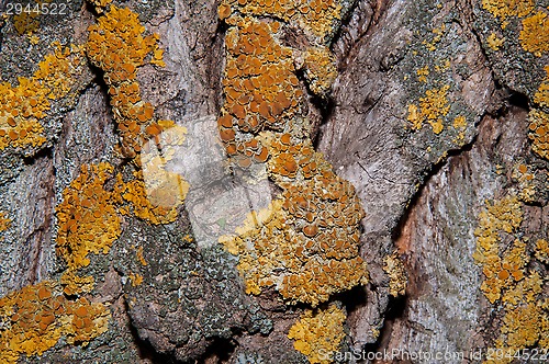 Image of The texture of the bark of an old tree