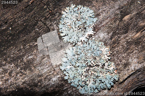 Image of The texture of the bark of an old tree