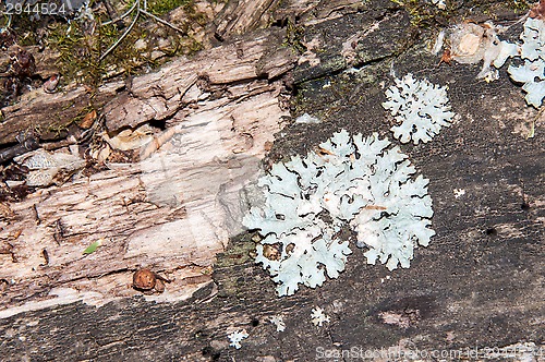 Image of The texture of the bark of an old tree