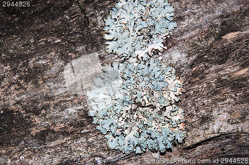 Image of The texture of the bark of an old tree