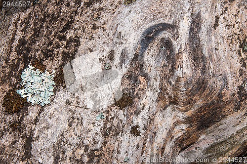 Image of The texture of the bark of an old tree