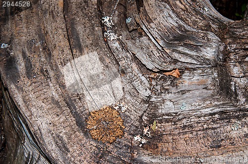 Image of The texture of the bark of an old tree