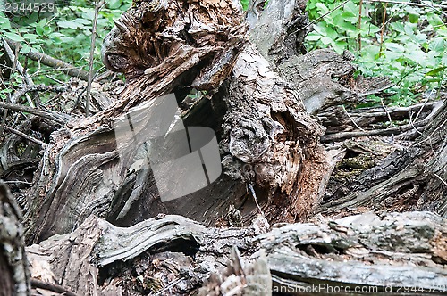 Image of The texture of the bark of an old tree