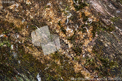 Image of The texture of the bark of an old tree