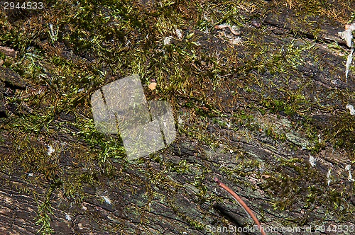 Image of The texture of the bark of an old tree