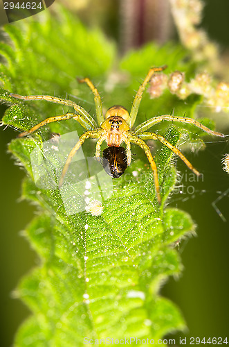 Image of Spider