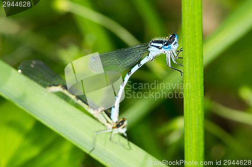Image of Dragonfly