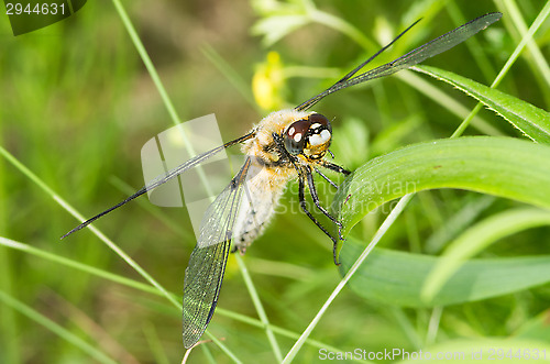 Image of Dragonfly