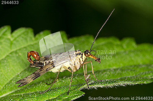 Image of Panorpidae