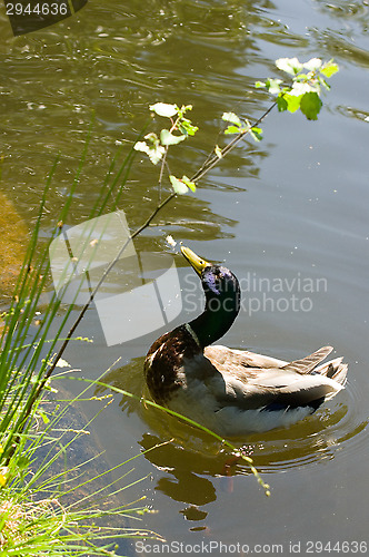 Image of Duck