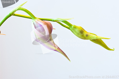 Image of Orchid