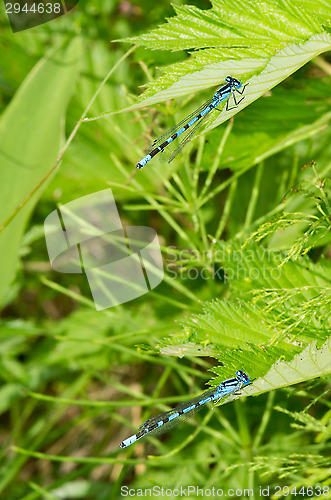 Image of Dragonflies