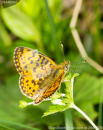 Image of Butterfly
