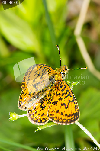Image of Butterfly