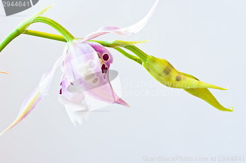 Image of Orchid