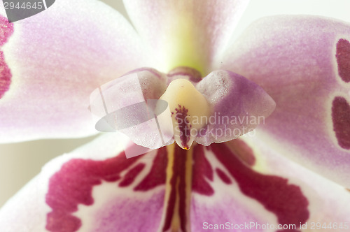 Image of Orchid