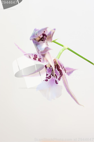 Image of Orchid