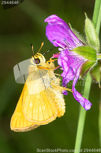 Image of Butterfly