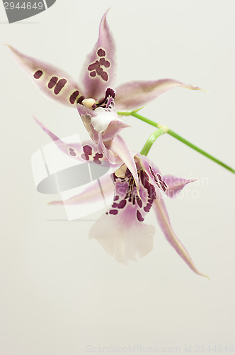 Image of Orchid