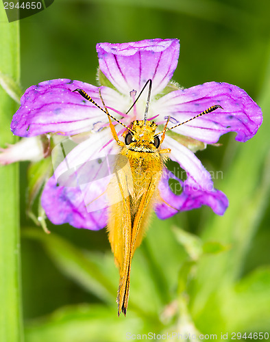 Image of Butterfly