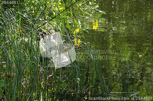 Image of Ducks