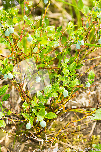Image of Shrub