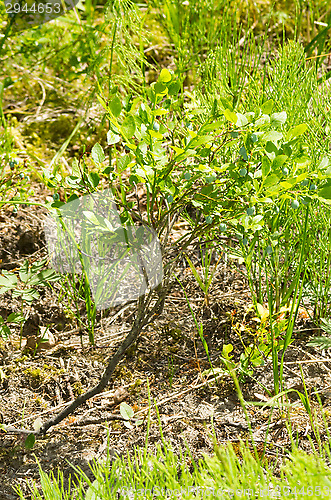 Image of Shrub