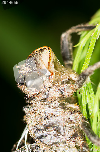 Image of Dragonfly