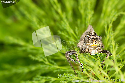 Image of Odonata