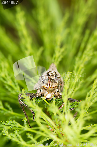 Image of Dragonfly