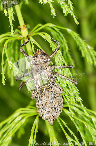 Image of Dragonfly