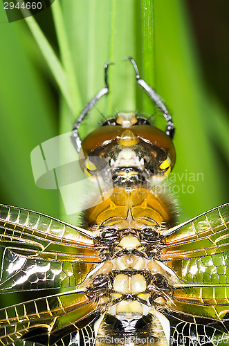 Image of Dragonfly