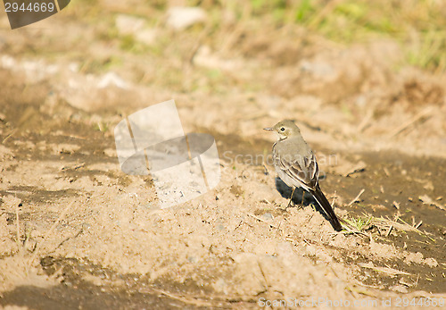 Image of Motacilla alba