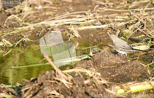 Image of Motacilla alba