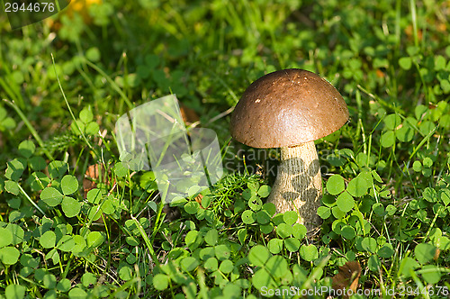 Image of Mushroom