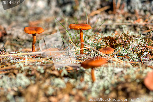Image of Mushrooms
