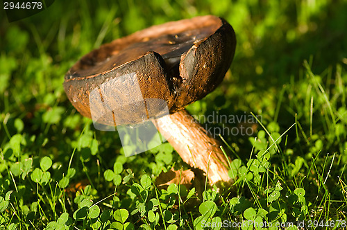 Image of Mushrooms