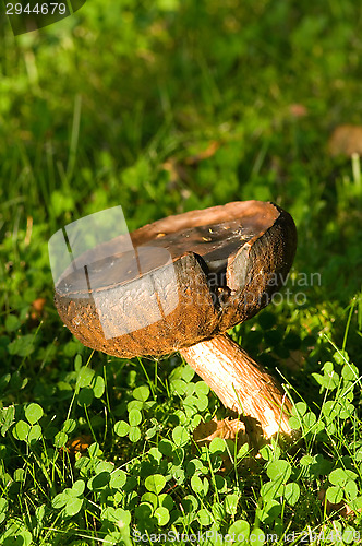 Image of Mushroom