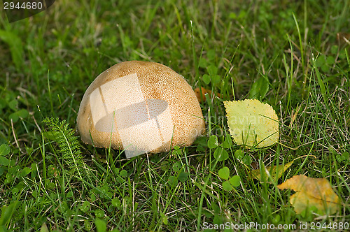 Image of Mushroom