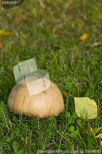 Image of Mushroom
