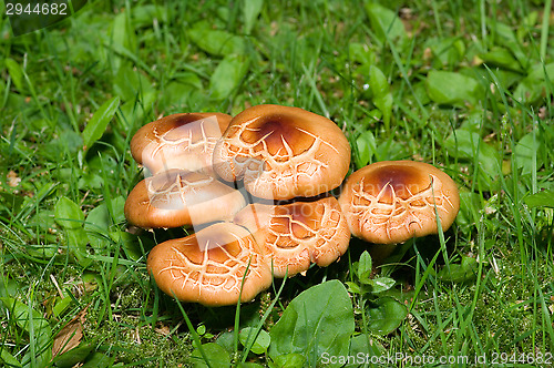 Image of Mushrooms