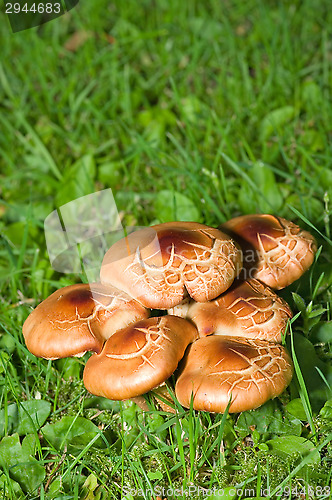 Image of Mushrooms