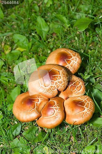 Image of Mushrooms